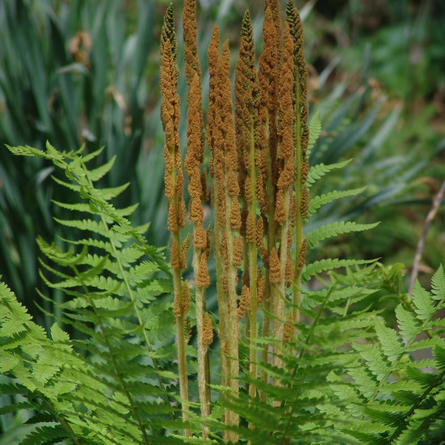 Osmunda cinnamomea (cinnamon fern)