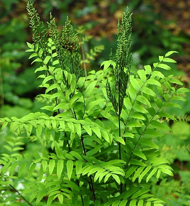 Osmunda regalis var. spectabilis (royal fern)