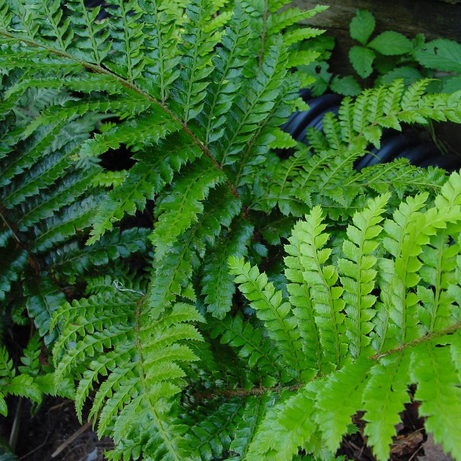 Polystichum polyblepharum (Korean tasselfern)