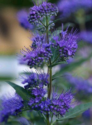 Caryopteris × clandonensis 'Dark Knight' (blue mist shrub, bluebeard)