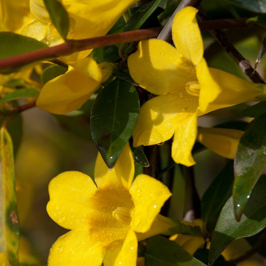 Gelsemium sempervirens 'Margarita' Carolina jessamine from North Creek Nurseries