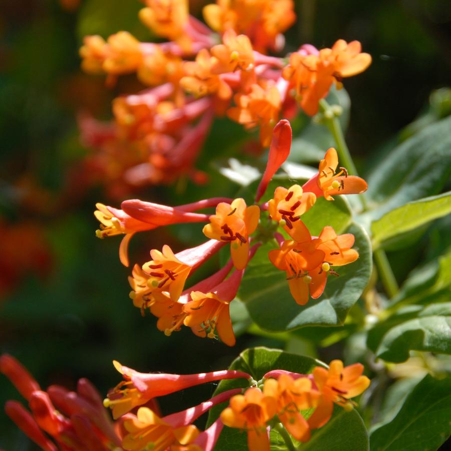 Lonicera sempervirens 'Magnifica' trumpet honeysuckle from North Creek Nurseries