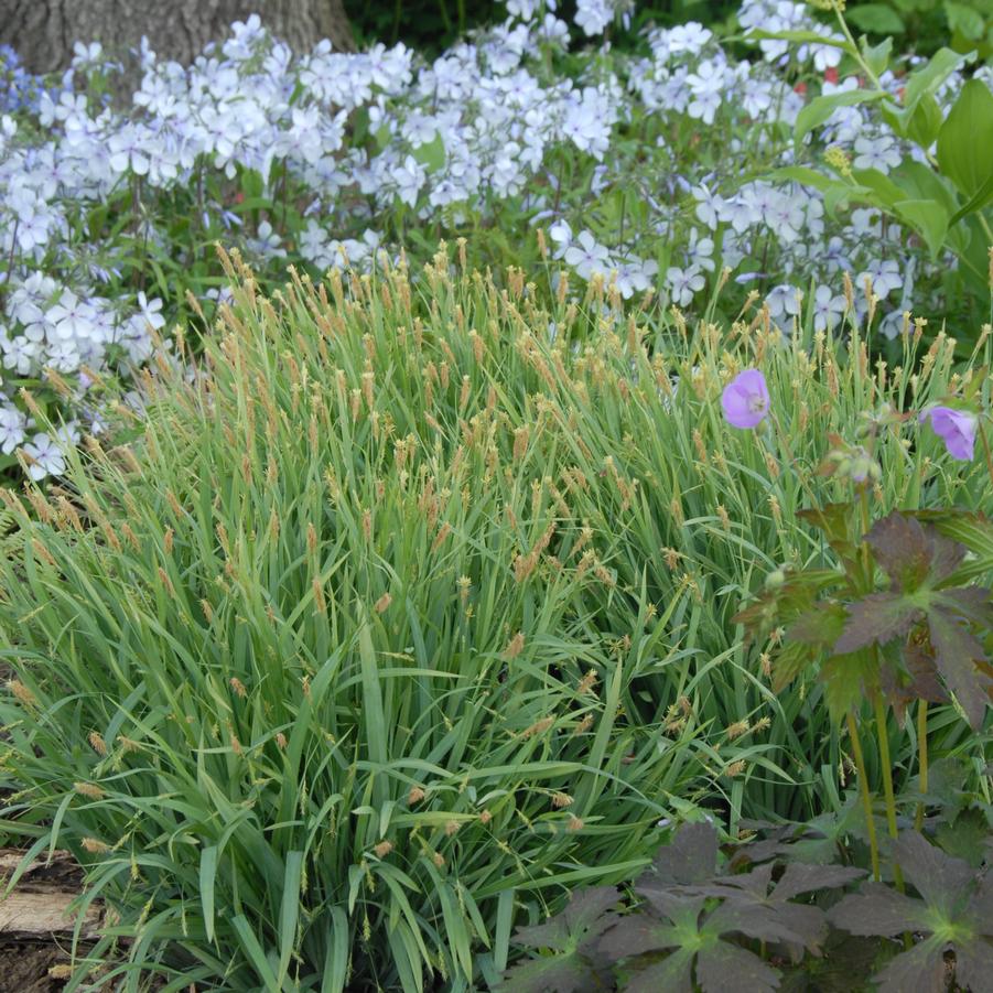 Carex laxiculmus Bunny Blue® 'HOBB' Bunny Blue sedge from North Creek Nurseries