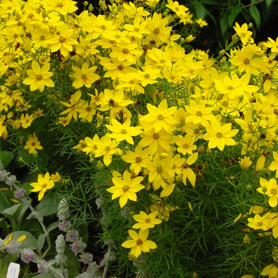 Coreopsis verticillata '' whorled tickseed from North Creek Nurseries