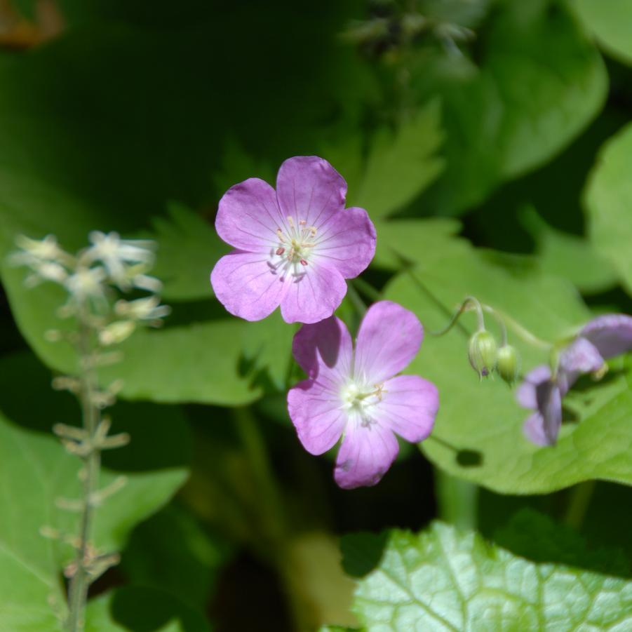 Geranium maculatum (cranesbill)