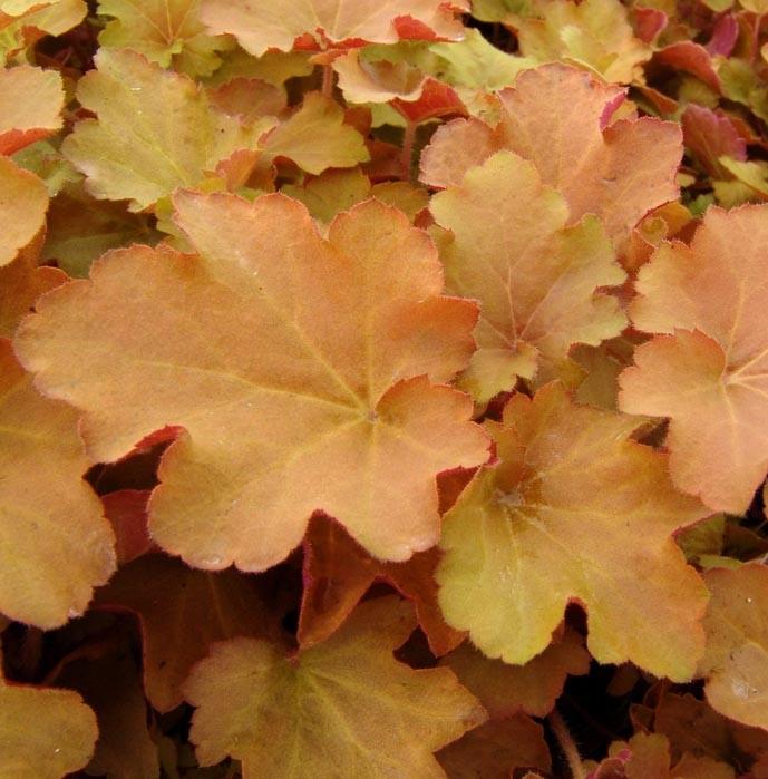 Heuchera villosa 'Caramel' hairy alumroot, giant alumroot from North Creek Nurseries