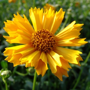 Coreopsis 'Jethro Tull' (tickseed)