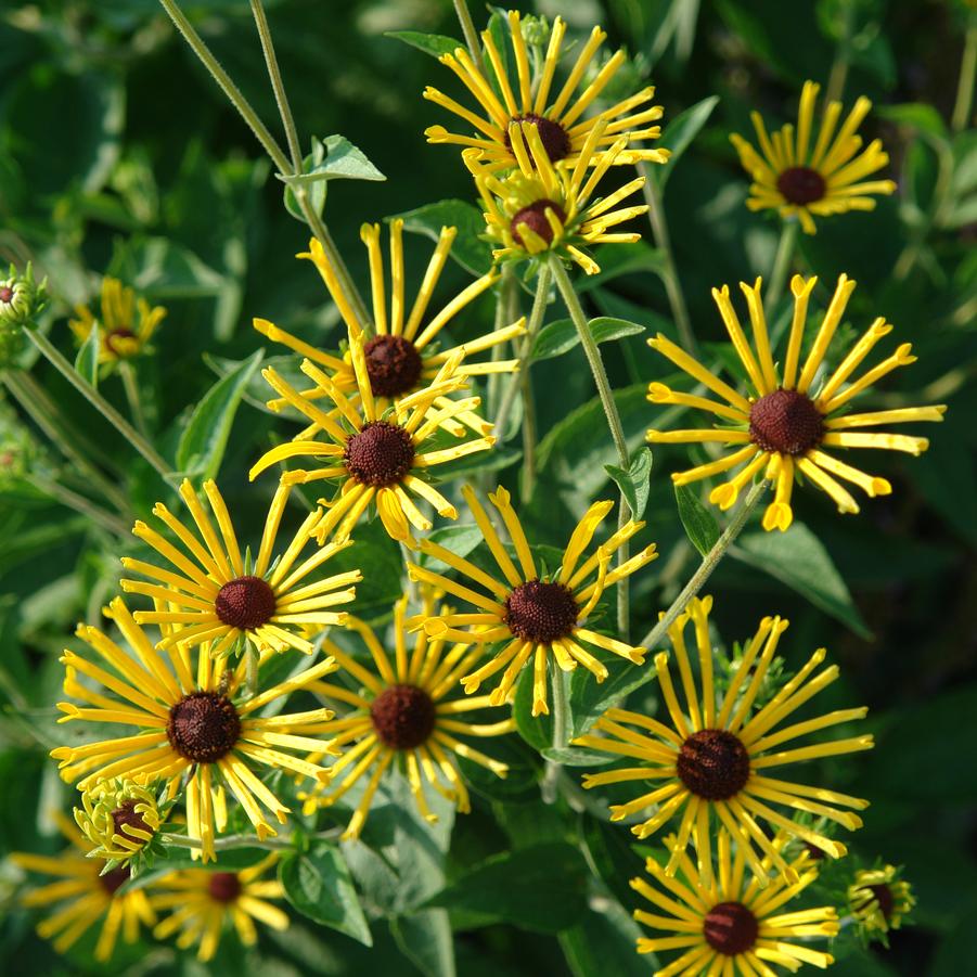 Rudbeckia subtomentosa 'Henry Eilers' sweet coneflower from North Creek Nurseries