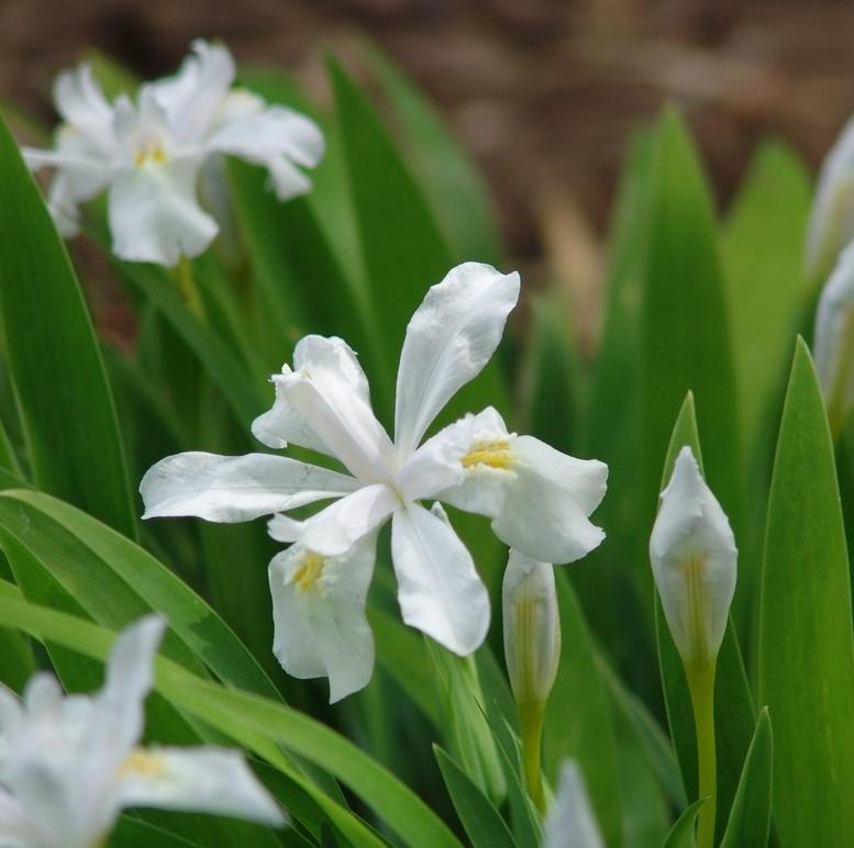 Iris cristata 'Tennessee White' (dwarf crested iris)