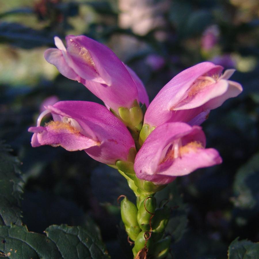 Chelone lyonii 'Hot Lips' turtlehead from North Creek Nurseries