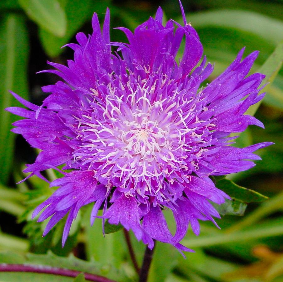 Stokesia laevis 'Peachie's Pick' (Stoke's aster)