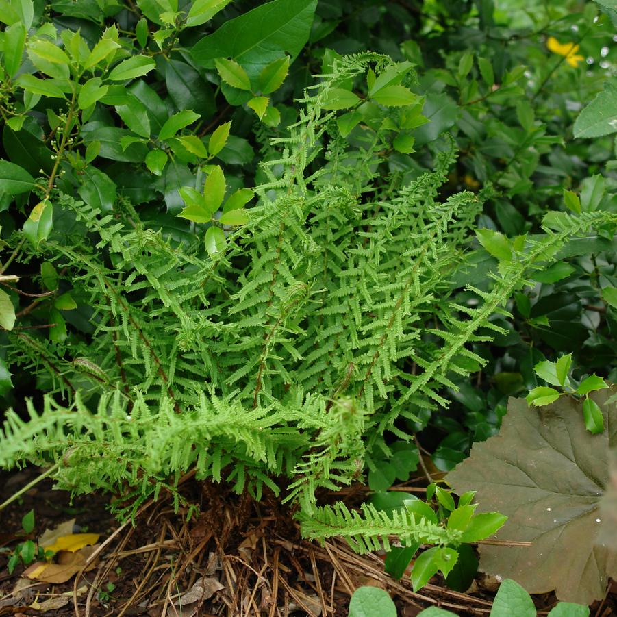 Athyrium filix-femina 'Victoriae' (lady fern)