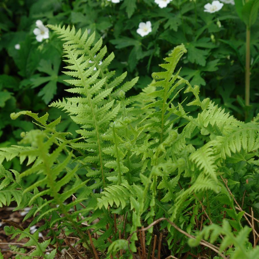 Phegopteris decursive-pinnata '' Japanese beech fern from North Creek Nurseries