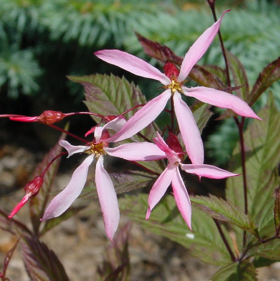 Porteranthus trifoliatus 'Pink Profusion' Bowman's root from North Creek Nurseries