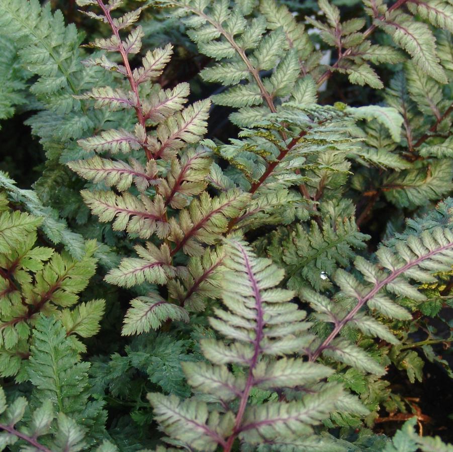 Athyrium niponicum 'Regal Red' (Japanese painted fern)