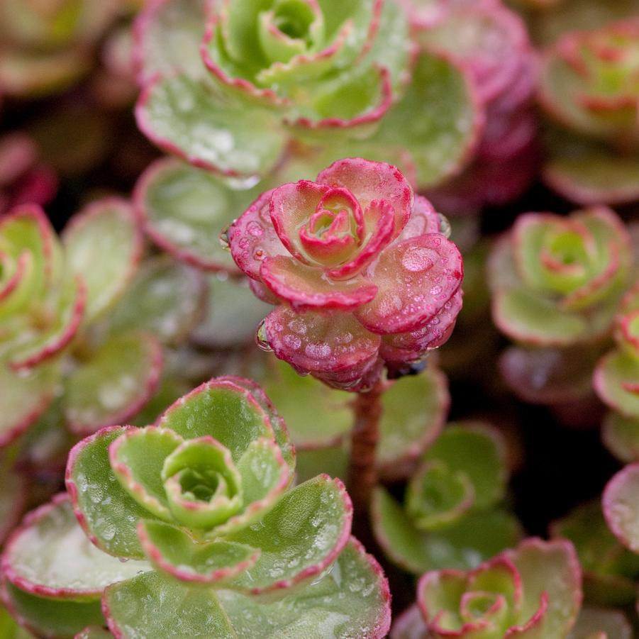 Sedum spurium 'Red Carpet' stonecrop from North Creek Nurseries