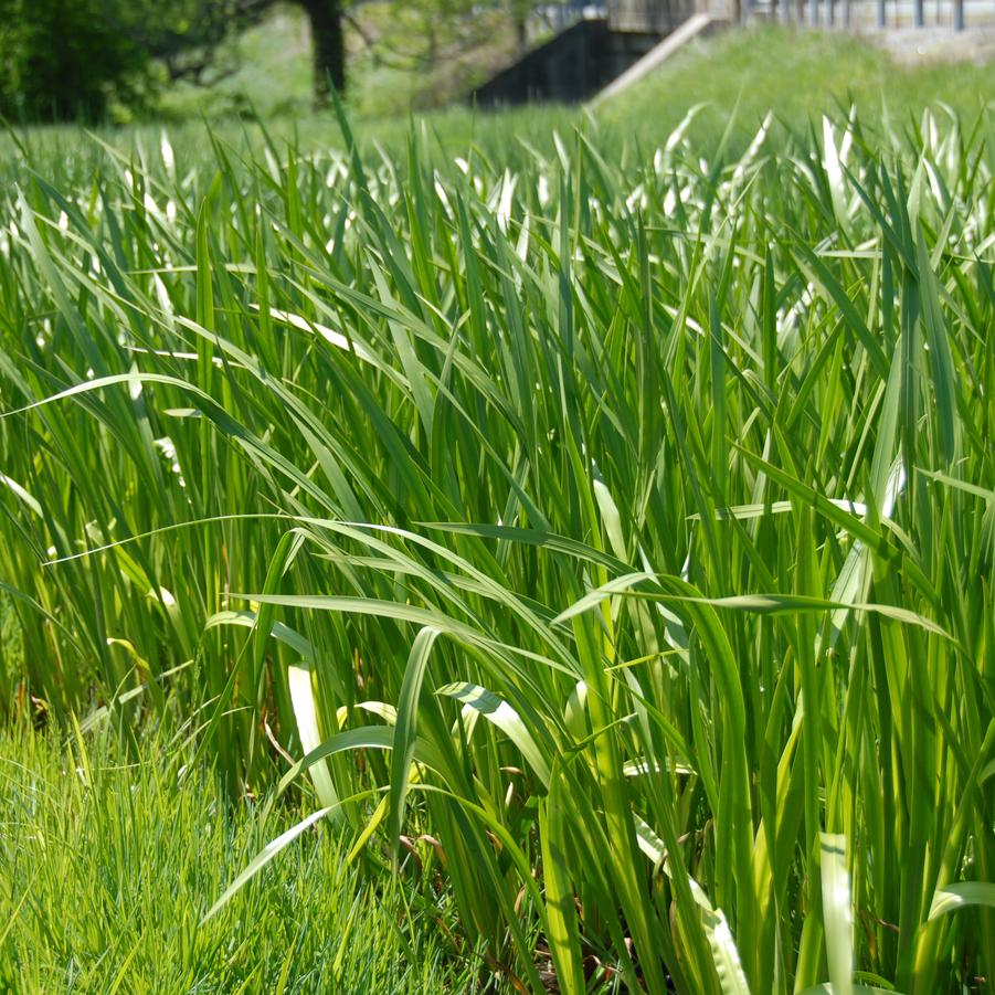 Acorus americanus '' sweetflag from North Creek Nurseries