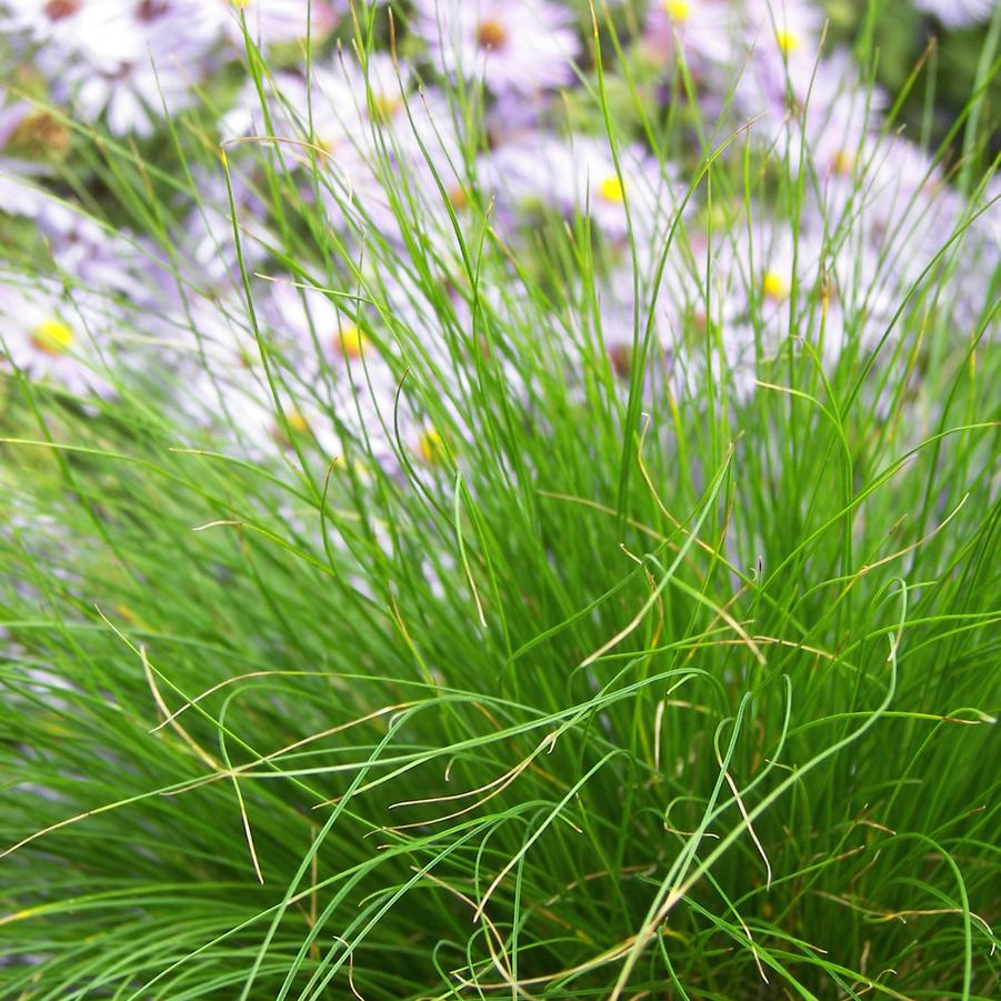 Carex eburnea '' bristleleaf sedge from North Creek Nurseries