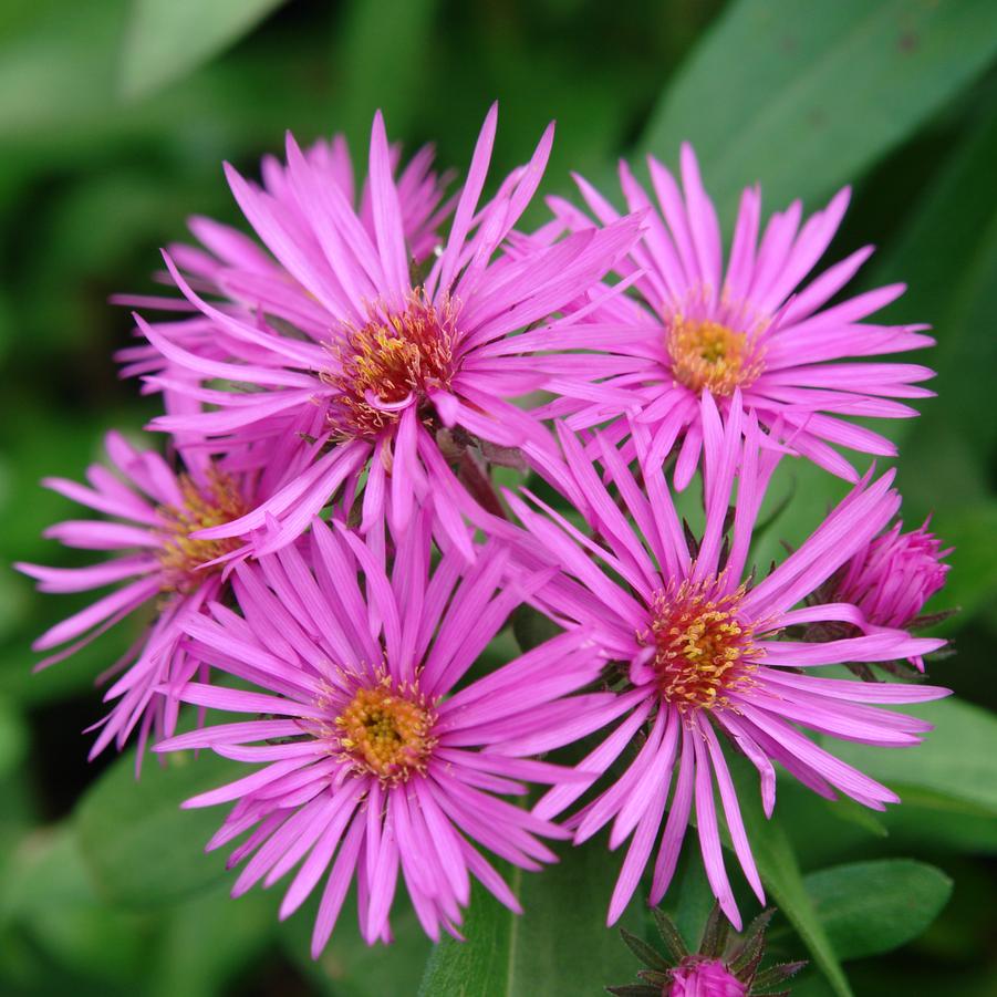 Aster novae-angliae 'Vibrant Dome' (New England aster)