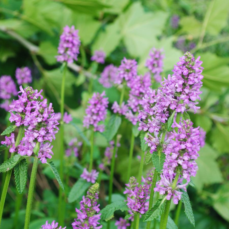 Stachys monieri 'Hummelo' betony from North Creek Nurseries