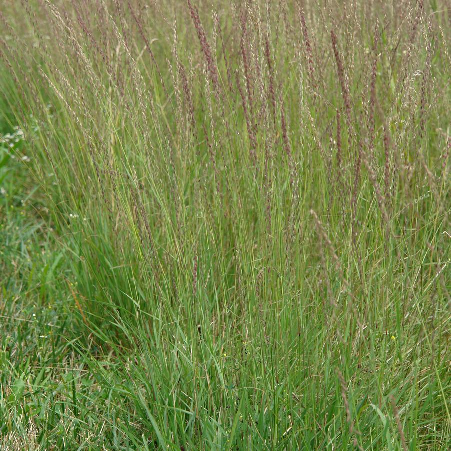 Bouteloua curtipendula '' sideoats grama from North Creek Nurseries