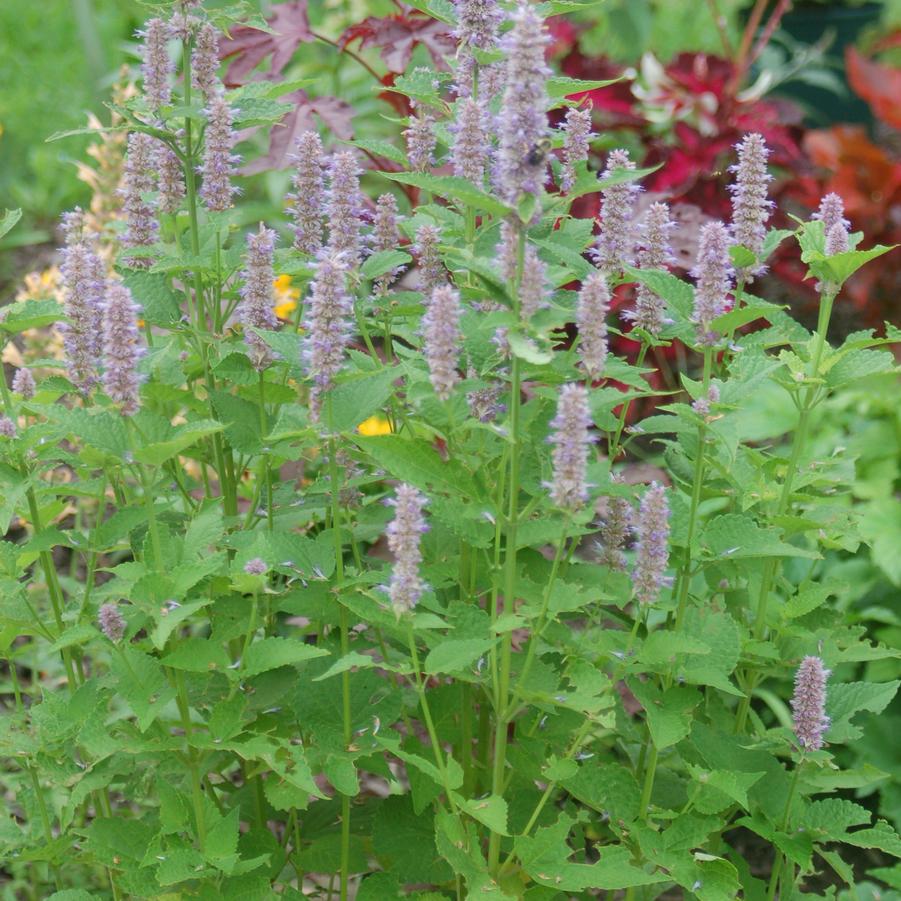 Agastache foeniculum '' anise hyssop from North Creek Nurseries