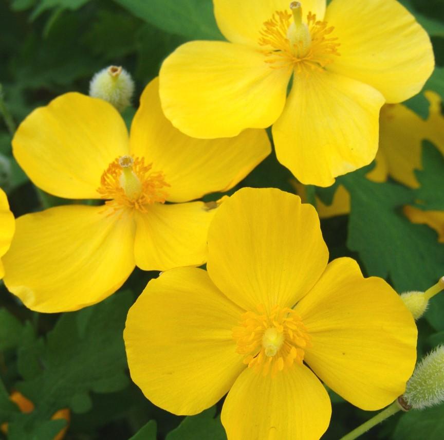 Stylophorum diphyllum '' celandine poppy from North Creek Nurseries