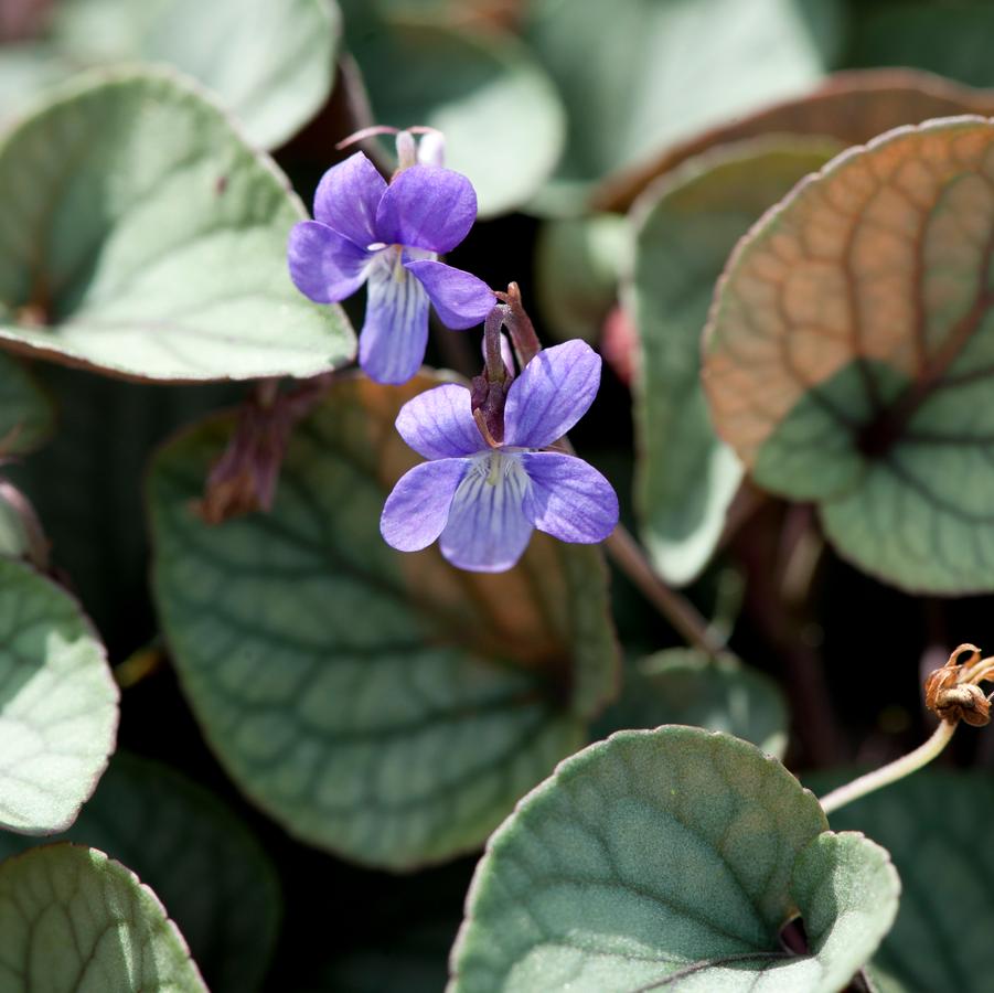 Viola walteri 'Silver Gem' (prostrate blue violet)