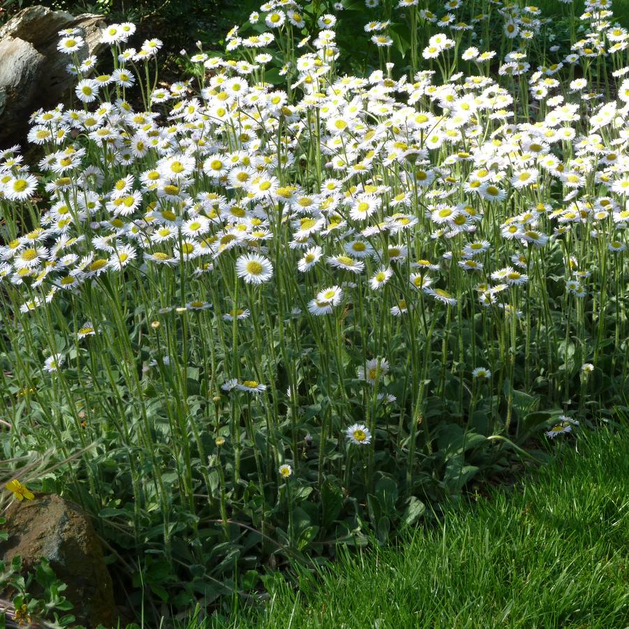 Erigeron pulchellus var. pulchellus 'Lynnhaven Carpet' (Robin's plantain)