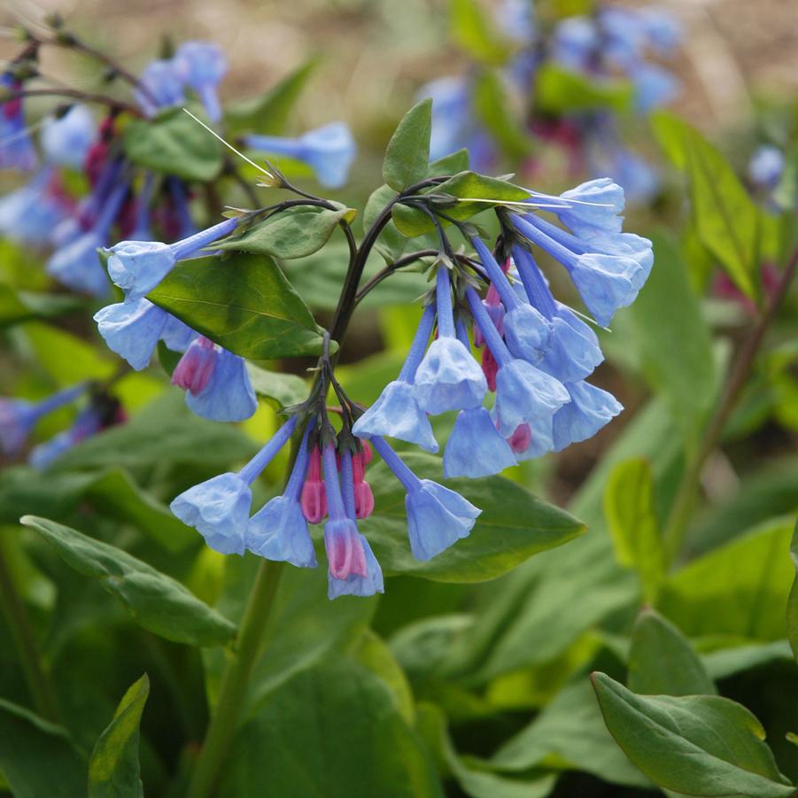 Mertensia virginica '' Virginia bluebells from North Creek Nurseries