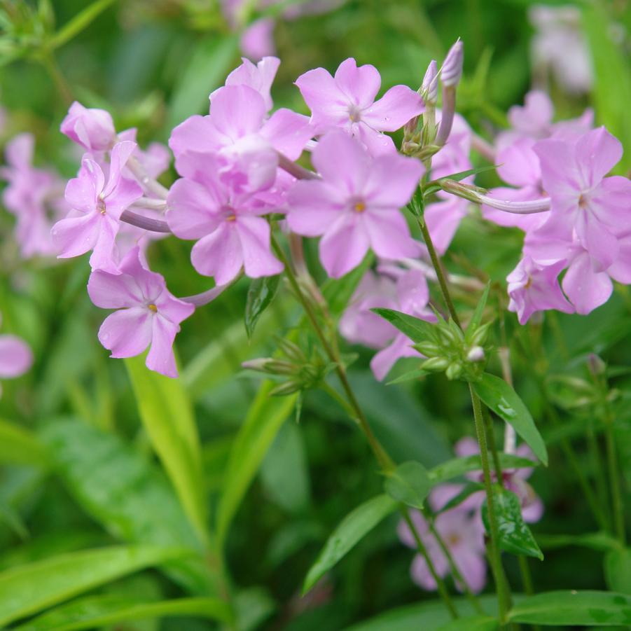 Phlox carolina ssp. carolina 'Kim' thickleaf phlox from North Creek Nurseries