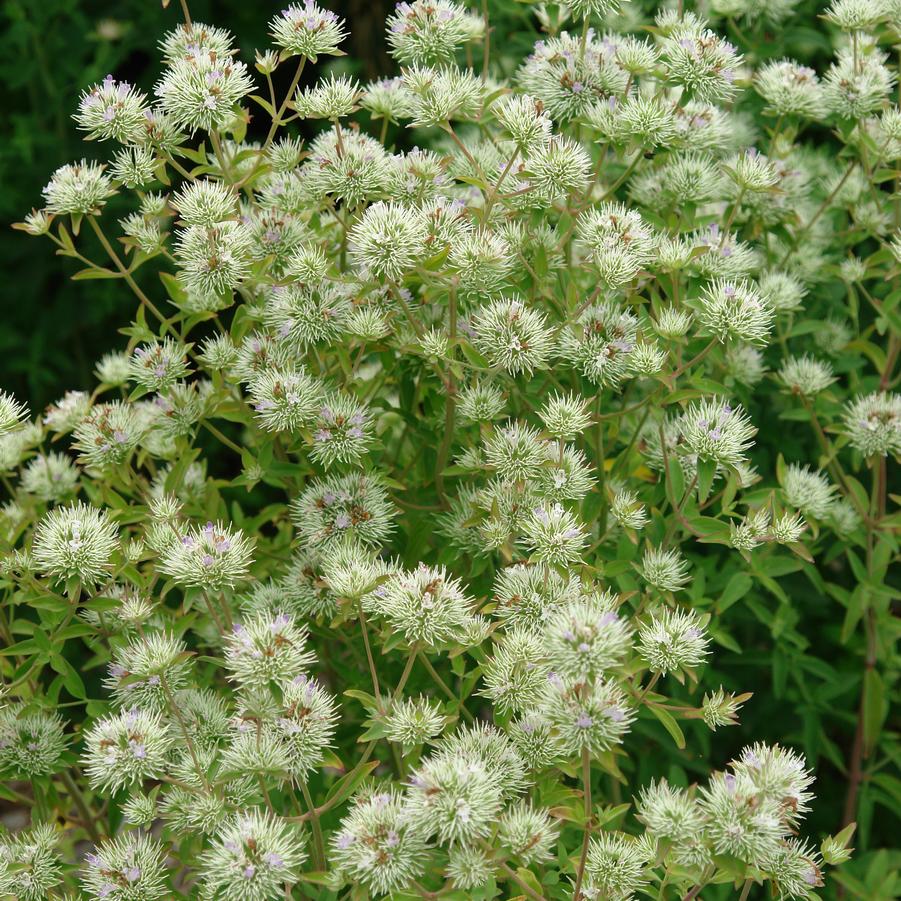 Pycnanthemum flexuosum '' Appalachian mountain mint from North Creek Nurseries