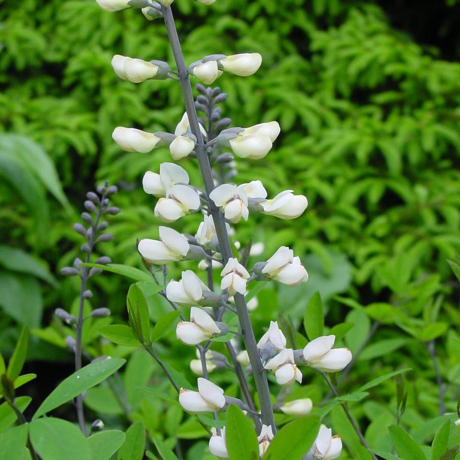 Baptisia alba var. macrophylla '' white false indigo from North Creek Nurseries