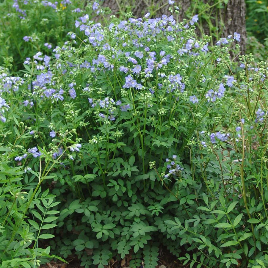 Polemonium reptans '' Greek valerian from North Creek Nurseries