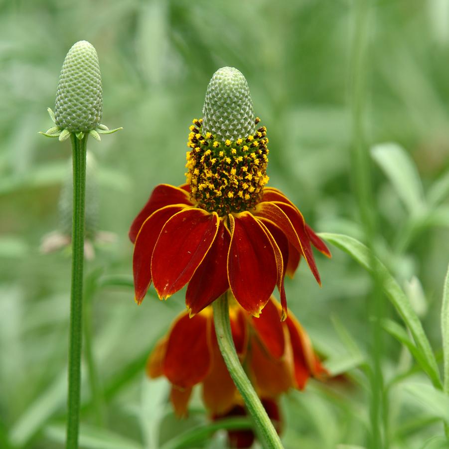 Ratibida columnifera 'Red Midget' upright prairie coneflower from North Creek Nurseries