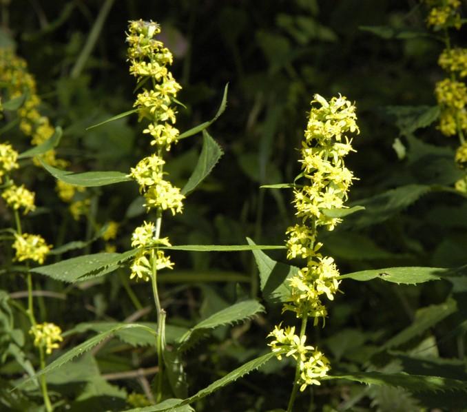 Solidago flexicaulis '' zigzag goldenrod from North Creek Nurseries