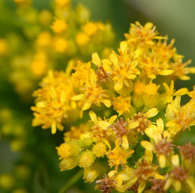 Solidago sempervirens (seaside goldenrod)