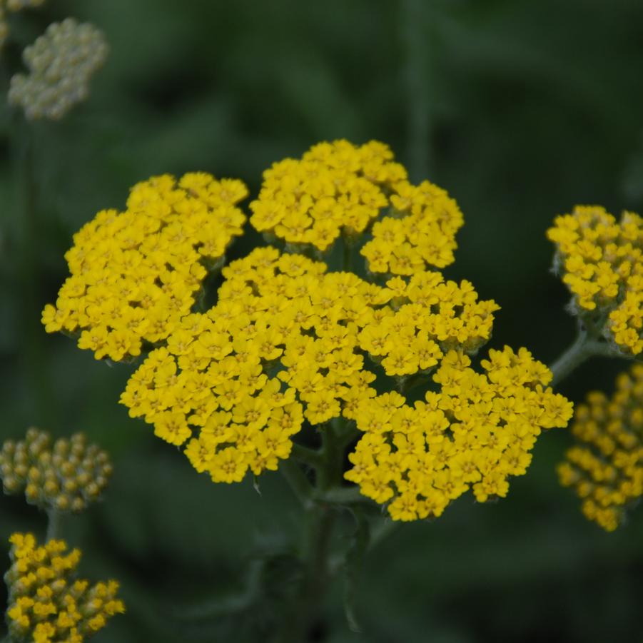 Achillea 'Moonshine' yarrow from North Creek Nurseries