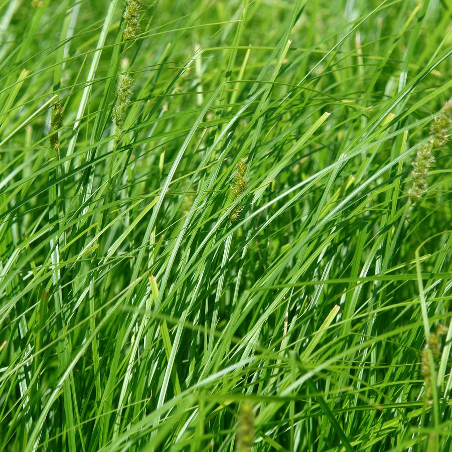 Carex vulpinoidea '' fox sedge from North Creek Nurseries