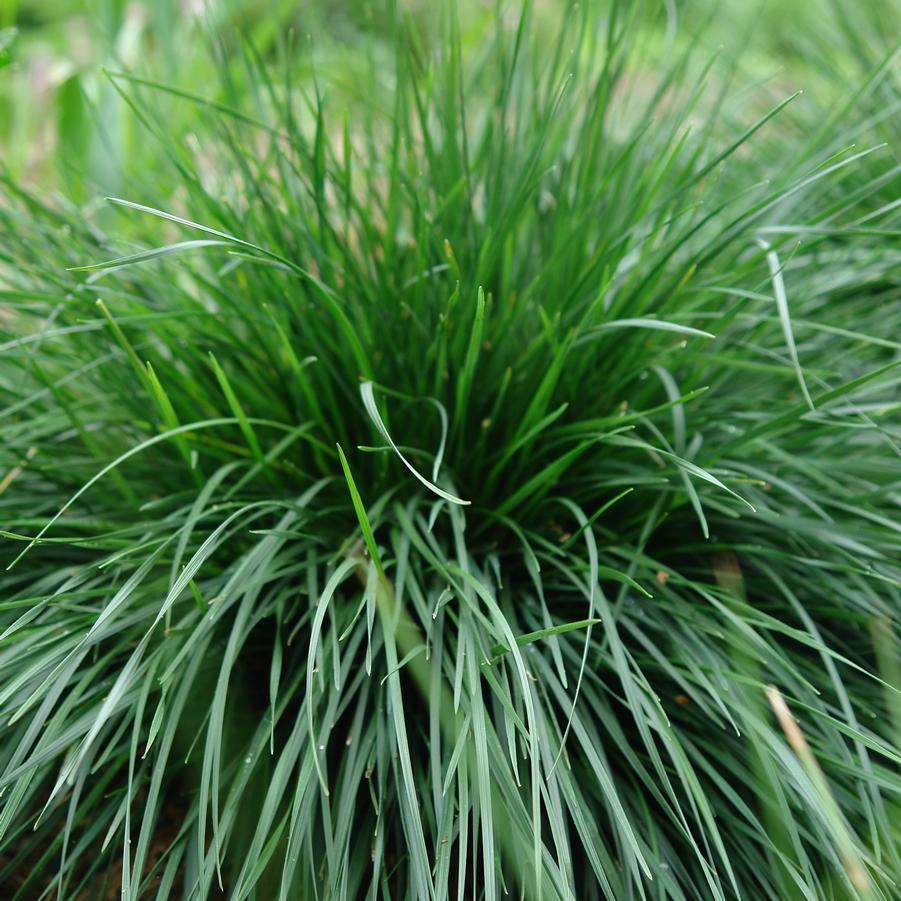 Deschampsia cespitosa (tufted hairgrass)