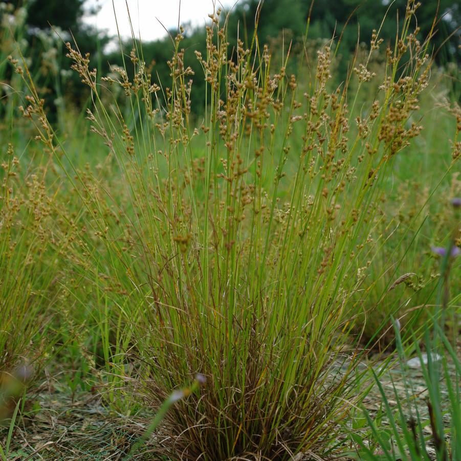 Juncus tenuis '' path rush from North Creek Nurseries