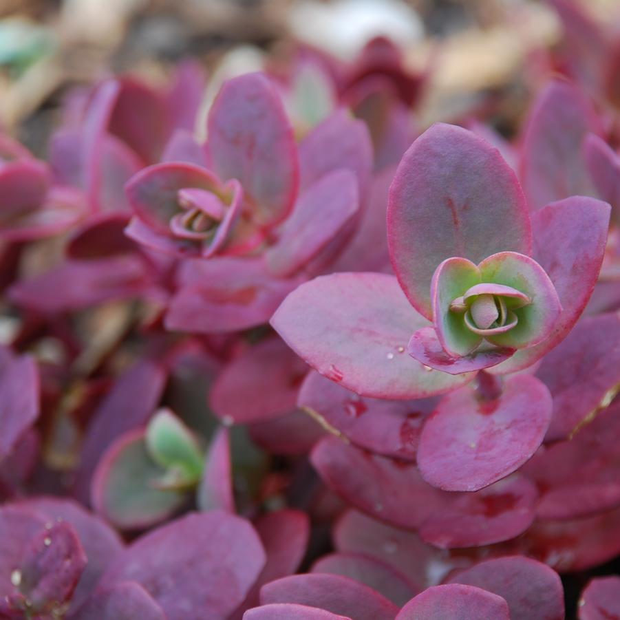 Sedum SunSparkler® 'Cherry Tart' stonecrop from North Creek Nurseries