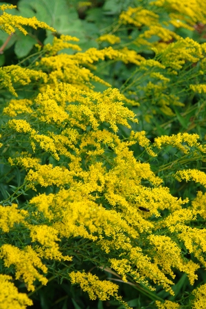 Solidago odora anise scented goldenrod from North Creek Nurseries