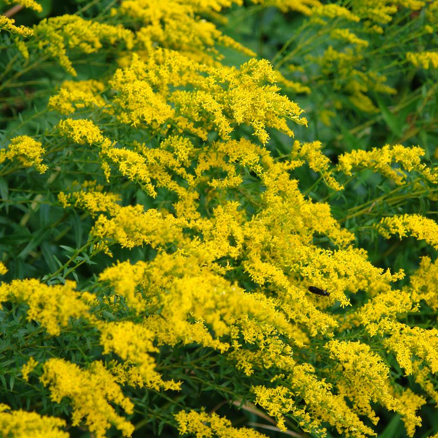 Solidago odora anise scented goldenrod from North Creek Nurseries