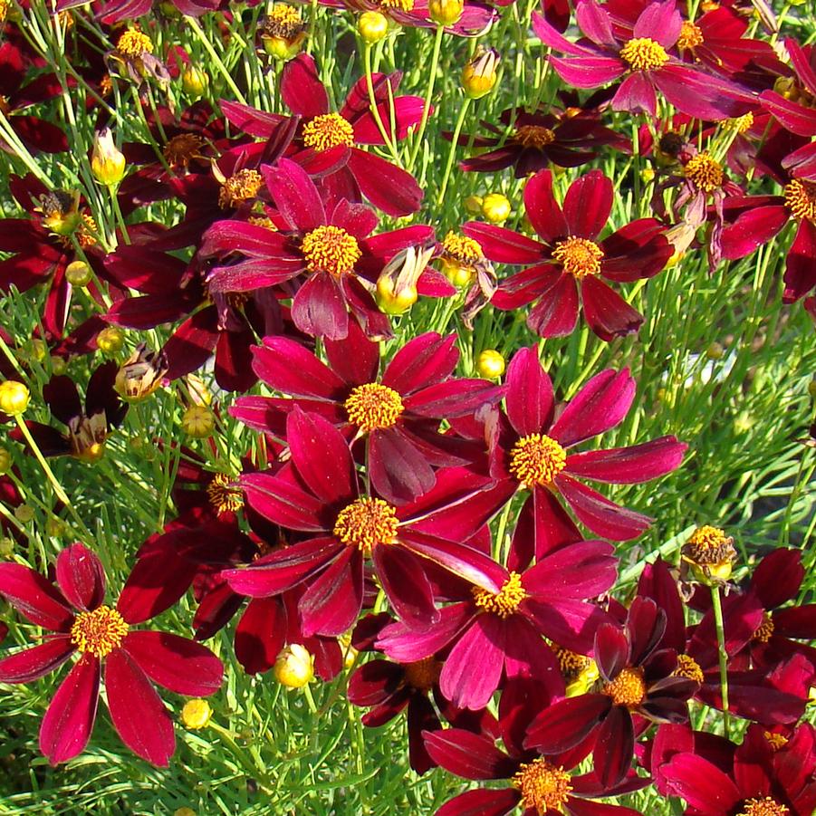 Coreopsis Permathread™ 'Red Satin' (threadleaf tickseed)