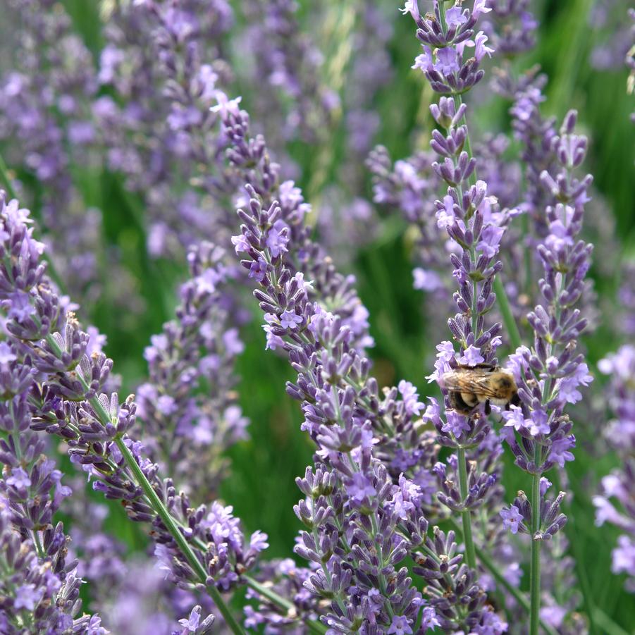 Lavandula × intermedia Phenomenal™ 'Niko' (lavender)