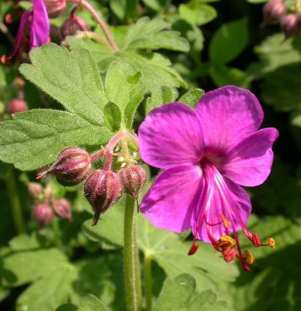 Geranium macrorrhizum 'Bevan's Variety' bigroot geranium from North Creek Nurseries