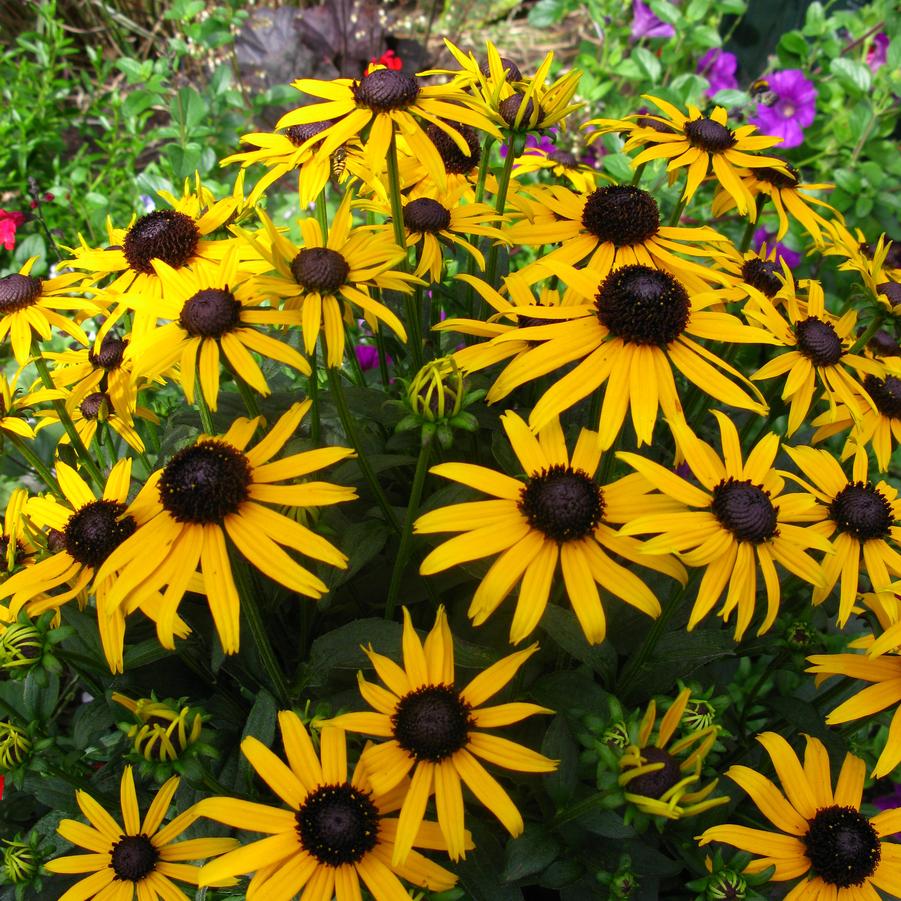 Rudbeckia fulgida var. sullivantii 'Little Goldstar' (orange coneflower)