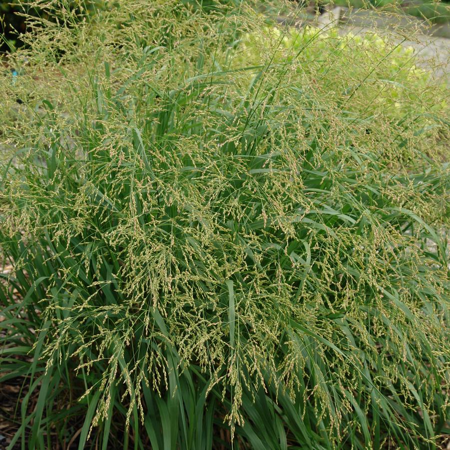 Panicum 'Cape Breeze' (switchgrass)