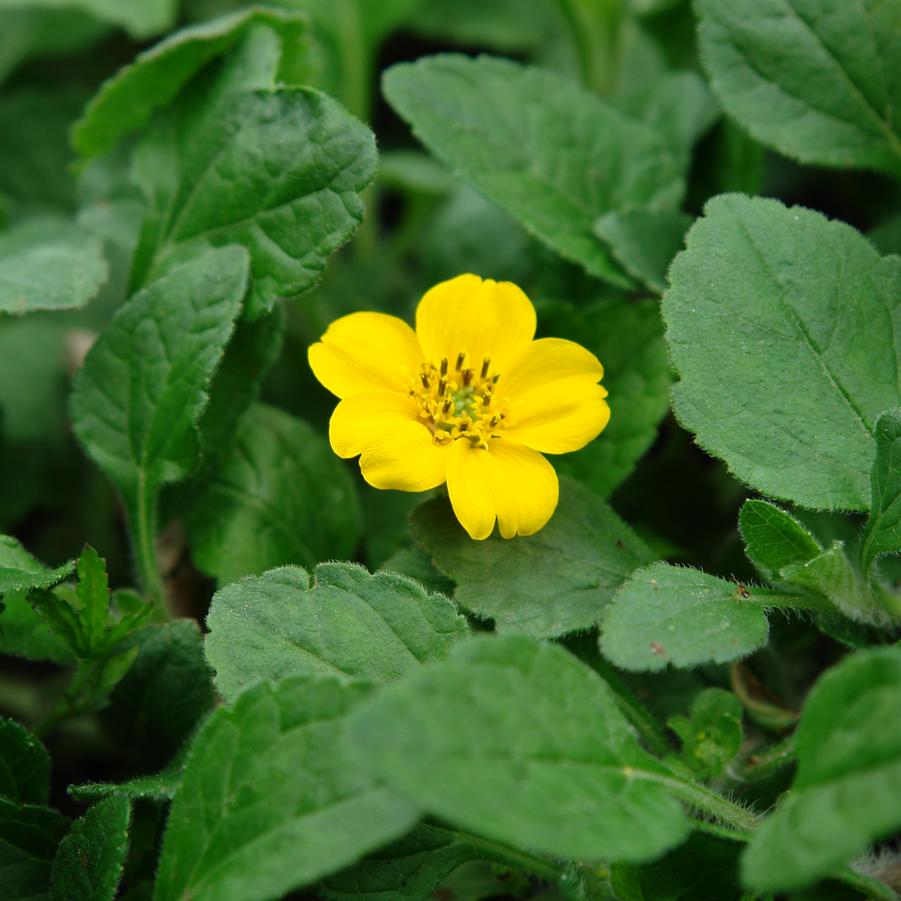 Chrysogonum virginianum 'Superstar' green and gold from North Creek Nurseries